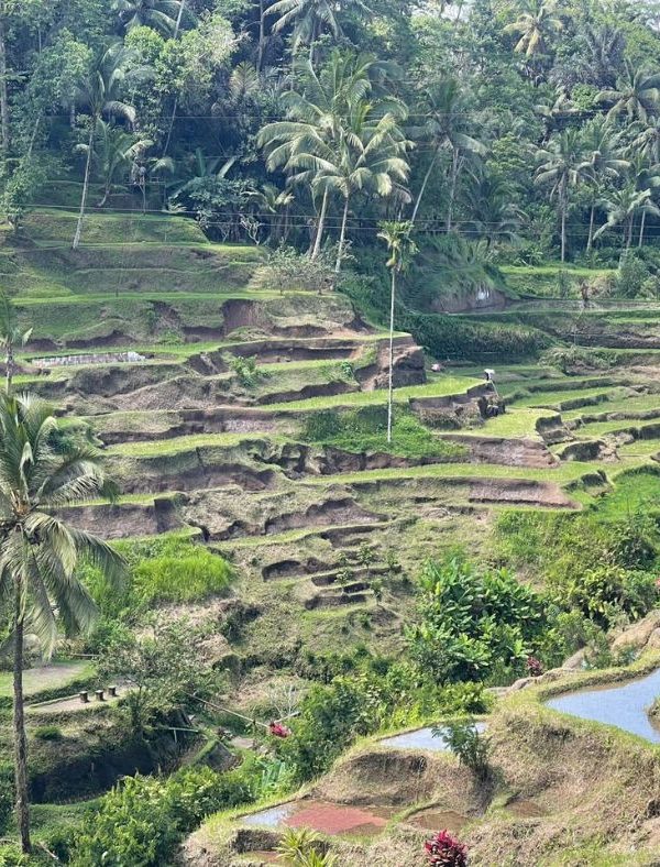 Bali Rondreis 3 Weken